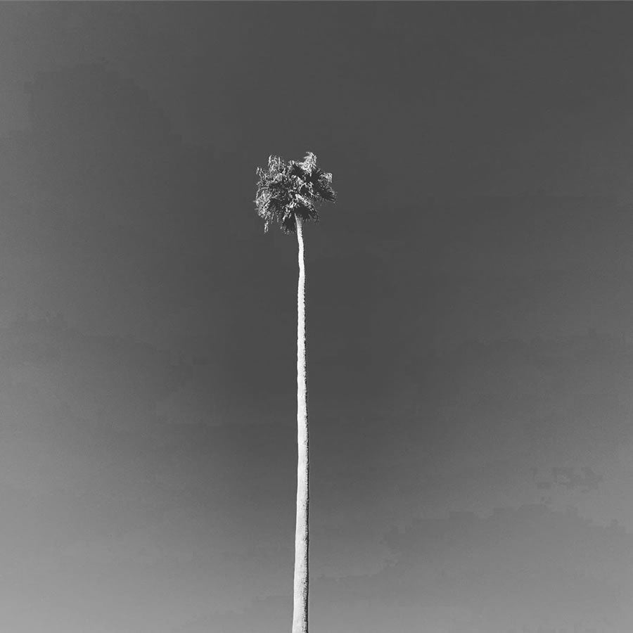 PACIFIC STANDARD TIME / 長袖Tシャツ ロンTEE / PALM TREE LS TEE - BLACK / PST